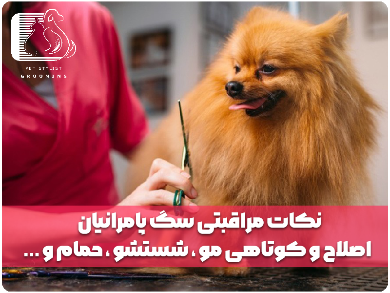 نکات مراقبتی سگ پامرانیان - اصلاح و کوتاهی مو ، شستشو ، حمام و ...